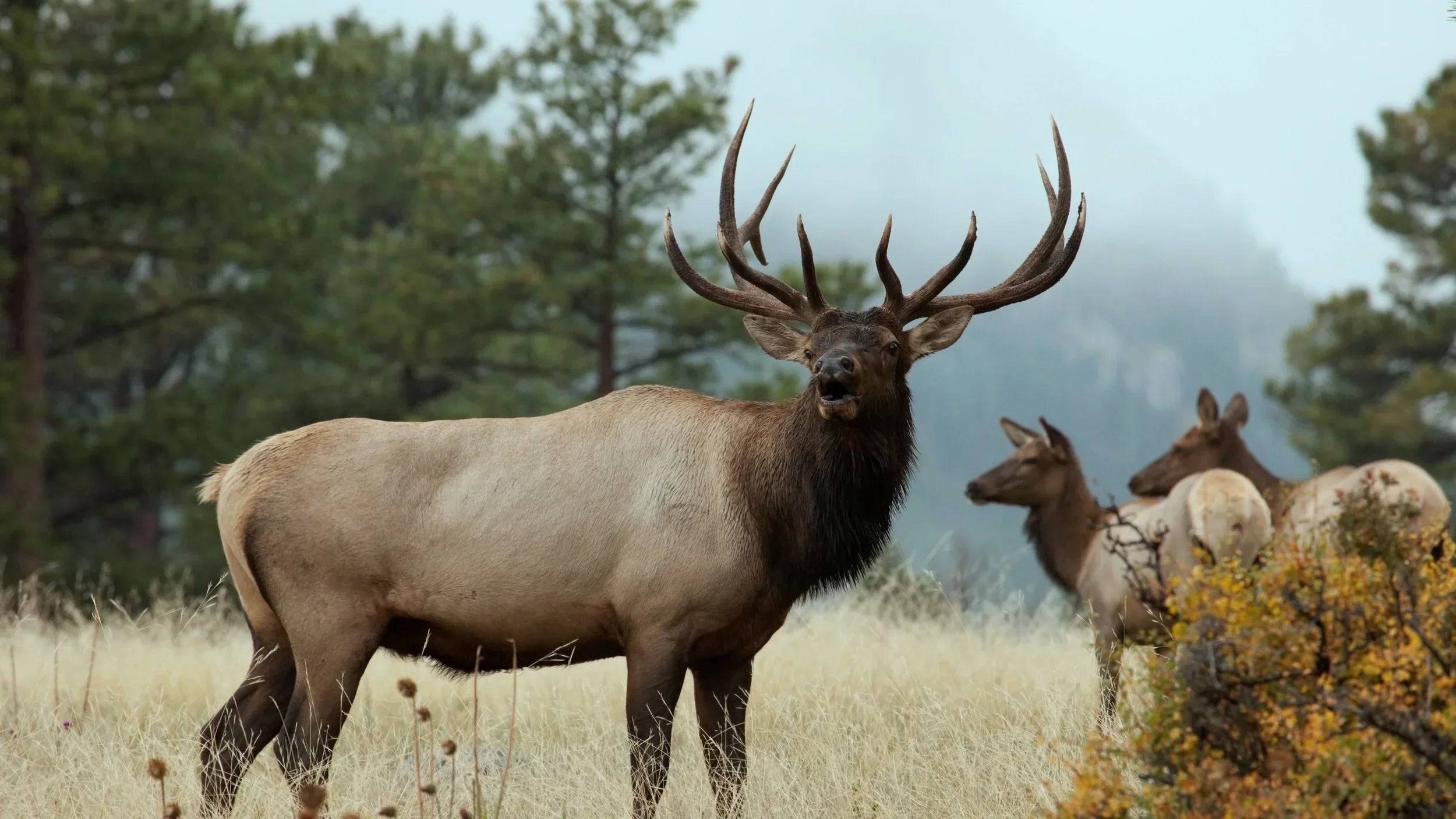 How To Train For An Elk Hunt
